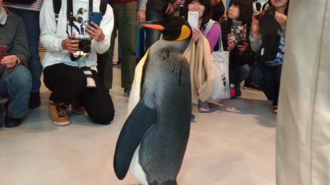 ペンギン１