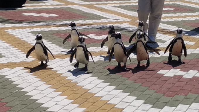 ペンギンパレード１